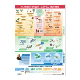 Снимка на Office 1 Ученическо табло ''Класификация на организмите'', 70 х 100 cm