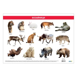 Снимка на Office 1 Ученическо табло ''Бозайници'', 100 x 70 cm