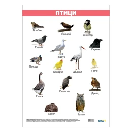 Снимка на Office 1 Ученическо табло ''Птици'', ламинирано, 50 x 70 cm