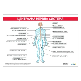 Снимка на Office 1 Ученическо табло ''Централна нервна система'', 100 x 70 cm