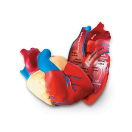 Снимка на Learning Resources Модел разрез на сърце