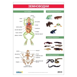 Снимка на Office 1 Ученическо табло ''Земноводни'', 70 x 100 cm