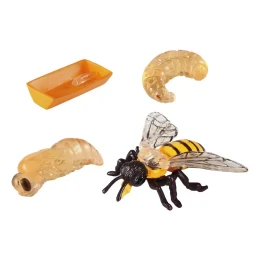 Снимка на Жизнен цикъл на пчела Eduplay